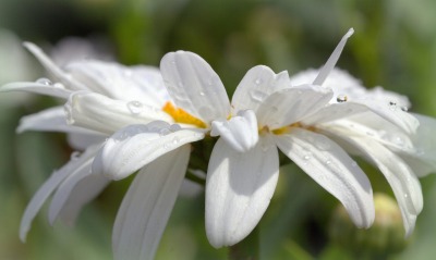 цветок лепестки весна