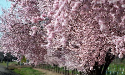цветение весна ветви розовый