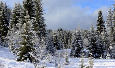 лес зима снег природа ели