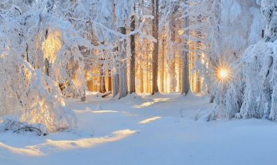 природа зима снег деревья лес солнце