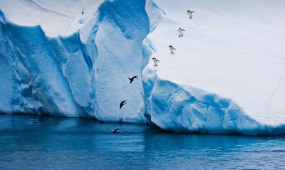 пингвины, антарктида