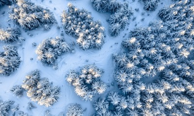 снег деревья в снегу вид сверху
