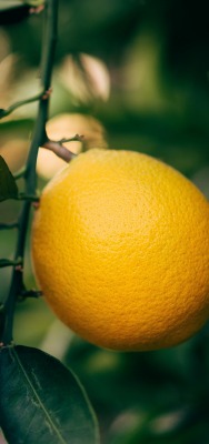 лимон на ветке цитрус