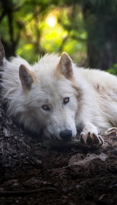 волк белый лежит лес дерево ствол
