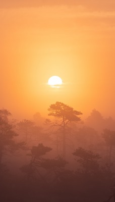 рассвет туман деревья высота