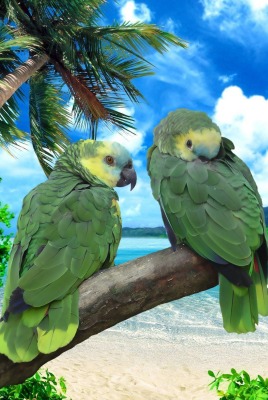 природа животные птицы попугаи море небо облака горизонт