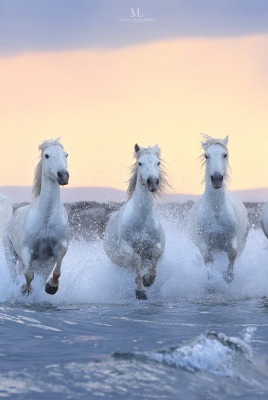 лошади табун бег море брызги восход