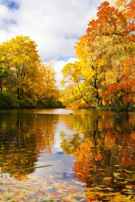 осень озеро деревья листья