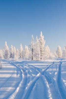 Дорога зимой снег ели небо